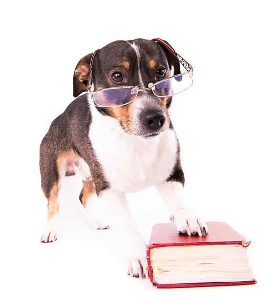Jack Russell Terrier, egy könyv, egy fehér háttér — Stock Fotó