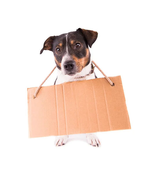 Jack Russell Terrier con un cartello su sfondo bianco ; — Foto Stock