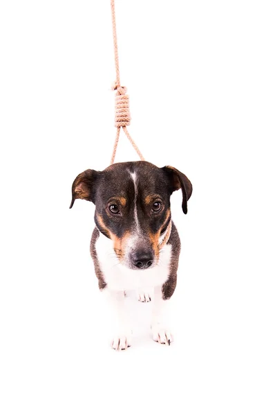 Jack Russell Terrier con un lazo sobre un fondo blanco — Foto de Stock