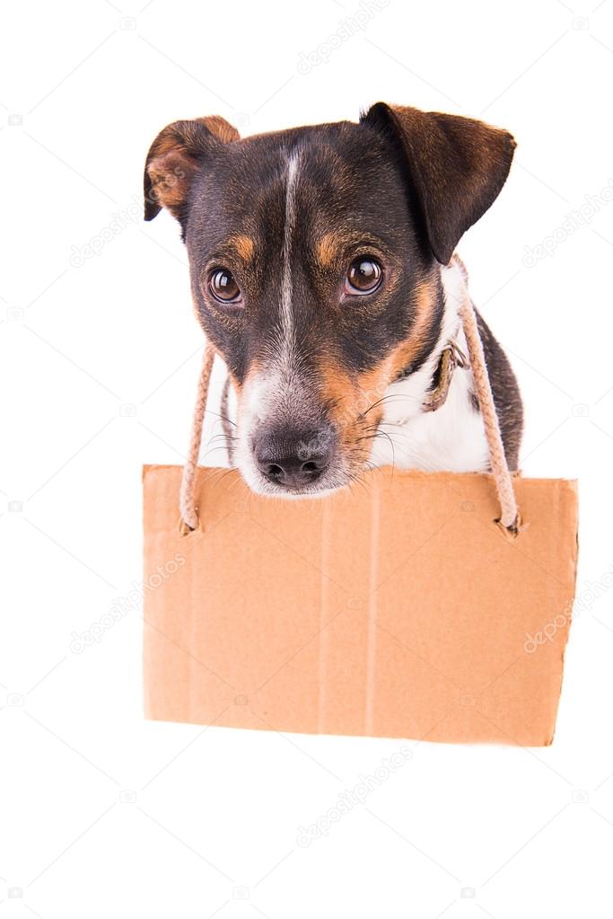 Jack Russell Terrier with a sign on a white background;