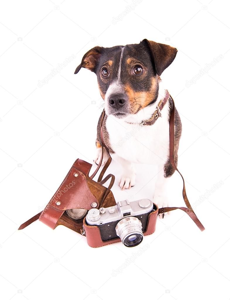 Jack Russell Terrier with a camera on a white background