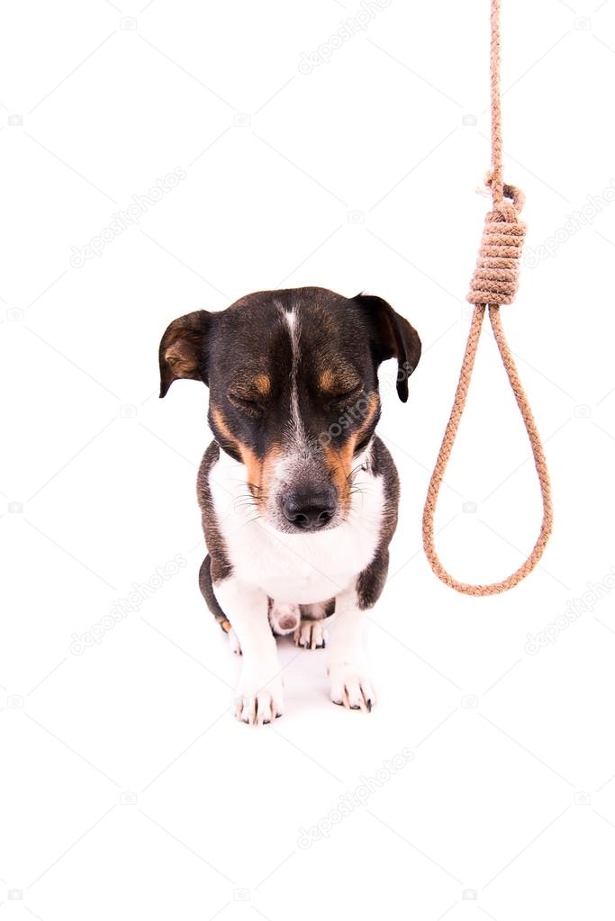 Jack Russell Terrier with a loop on a white background