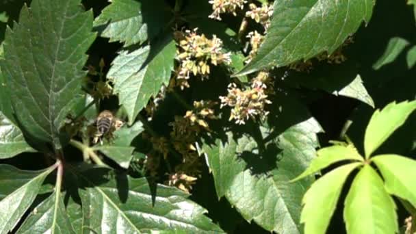 Abeja polinizar uvas silvestres cámara lenta 3 — Vídeo de stock