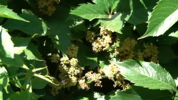 Пчела опыляет дикий виноград — стоковое видео
