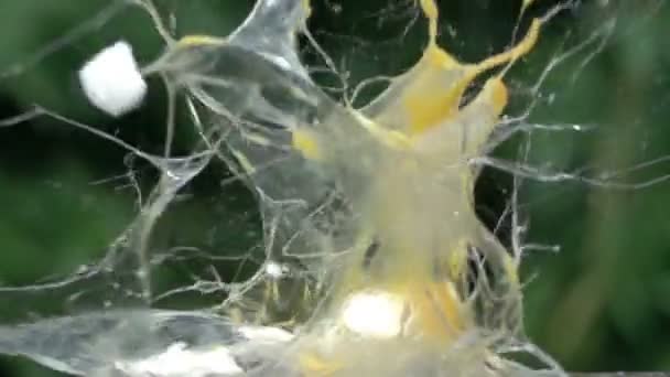 oeufs explosion au ralenti 2 