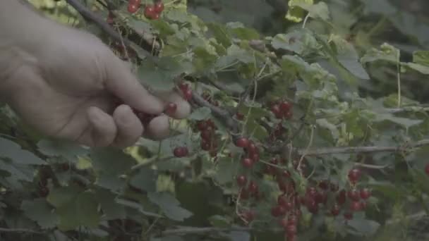 Ernte der roten Johannisbeeren — Stockvideo