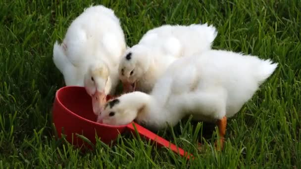 Los patos jóvenes comen alimentos — Vídeo de stock