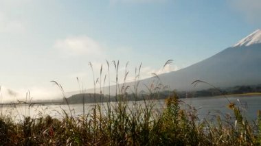 Japonya 'da Fuji Dağı yakınlarında Kawaguchi Gölü' nün kenarında uzun otlar.