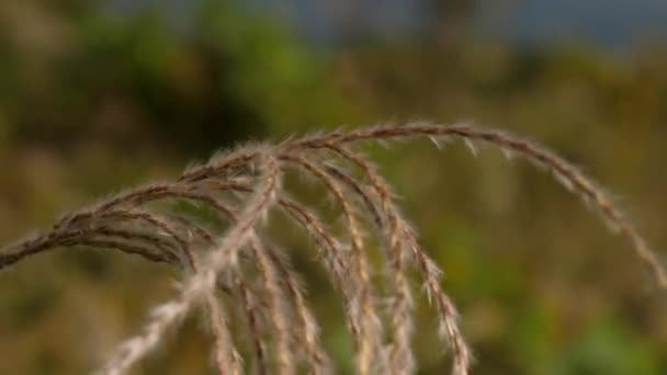 The waving feathers of the reed grasses in Mt. Fuji in Japan — Stock Video