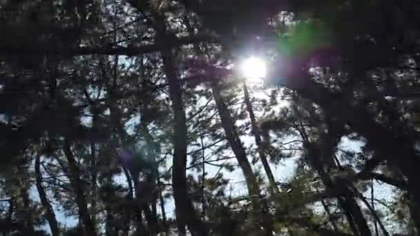 La vista degli alberi nel parco di Tokyo — Video Stock