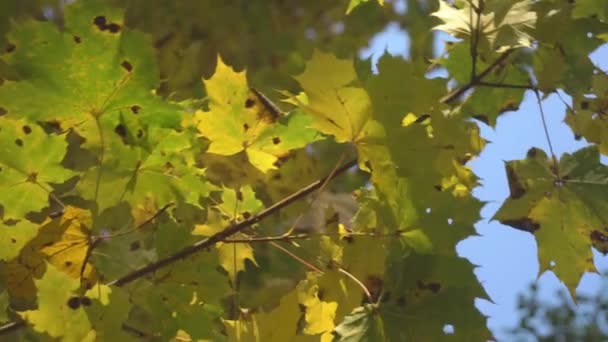 Τα φύλλα σφενδάμου που κυματίζουν στα δέντρα στο πάρκο — Αρχείο Βίντεο