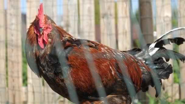 La polla roja dentro de la cerca de la granja avícola en Estonia — Vídeo de stock
