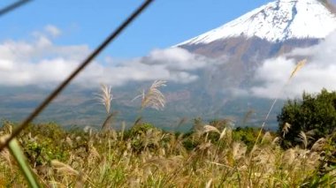 Fuji Japonya 'da yerdeki sazlıkların manzarası