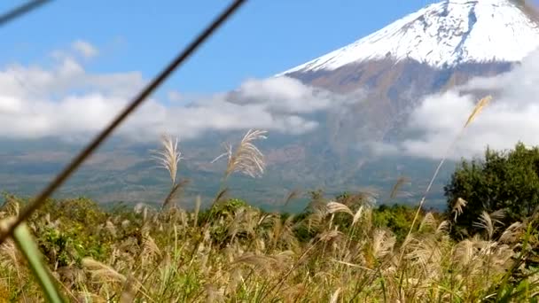 Vista de las hierbas de caña en el suelo en Fuji Japón — Vídeo de stock