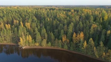 Saimaa Gölü 'nün kenarındaki uzun çam ağaçlarının hava görüntüsü. jeoloji görüntüsü