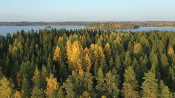 Pohled na zlaté stromy uprostřed jezera Saimaa. geologie shot.4k — Stock video