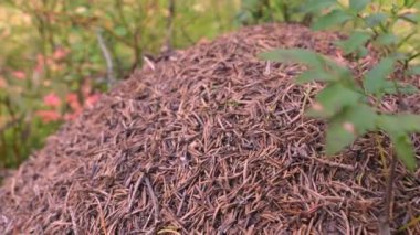 The small ants crawling on the anthill in the forest in Finland