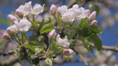 The flower of an apple tree that blossoms