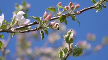 The pink flowers of the apple tree in the spring