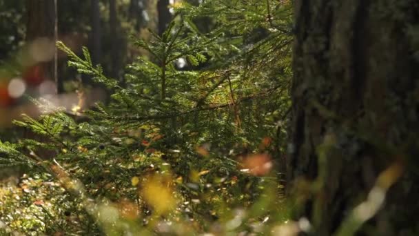 The view of the trees in the forest in Finland — Vídeo de Stock