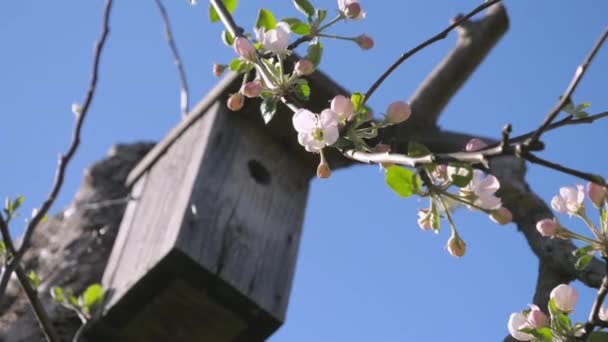 The wooden birds nest on the apple tree — Vídeo de Stock