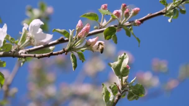 The pink flowers of the apple tree in the spring — Stock Video