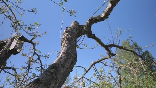 The small birds nest on the trunk of the apple tree — Stock videók