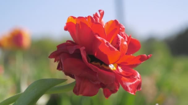Red color blossom tulip flower in the garden — Wideo stockowe
