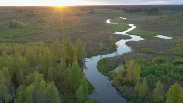 The small stream on the bogland in Ao Estonia — Stock video