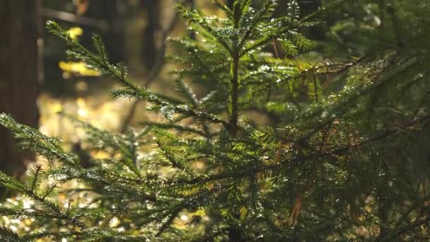 Green leaves of the pine trees in Finland — Stock video