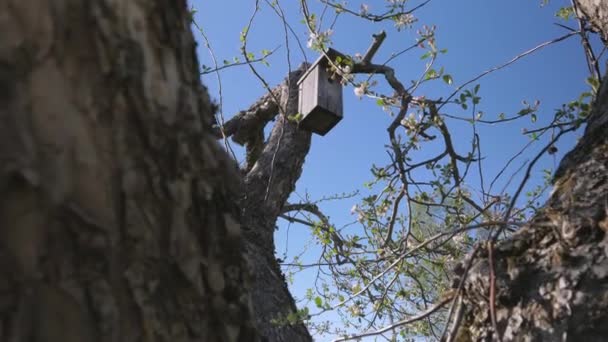 Ο κορμός της μηλιάς με τη φωλιά των πουλιών — Αρχείο Βίντεο