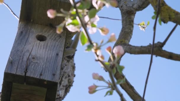 The closer look of the wooden birds nest on the apple tree — Stock Video