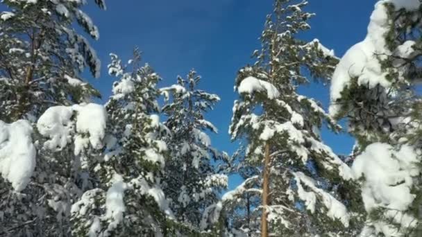 Primo piano drone punto di vista di una foresta di conifere innevata in Finlandia. — Video Stock