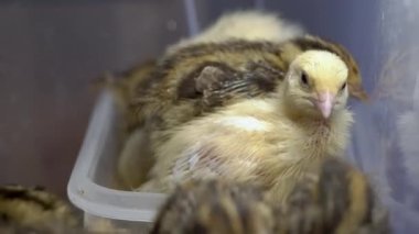 The closer look of the tiny chicks on the box