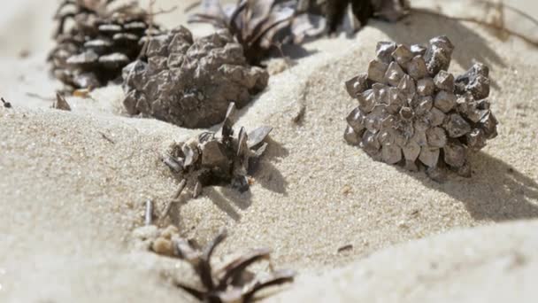 La mirada más de cerca de los piñas en la playa.4K — Vídeo de stock