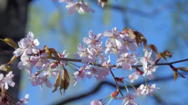 Sargent Cherry bitkisinin pembe çiçekleri ve yaprakları..