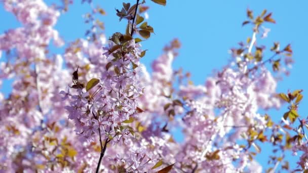 芬兰赫尔辛基Sargents Cherry的粉红花朵 — 图库视频影像