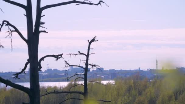 Un arbre sans feuilles sur le parc à Helsinki Finlande — Video