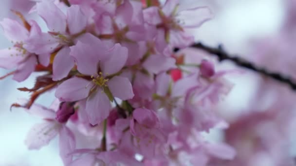 芬兰赫尔辛基，一束樱桃花在枝干上 — 图库视频影像