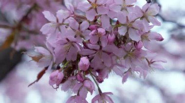 Helsinki 'deki Sargents Cherry bitkilerinin güzel çiçekleri