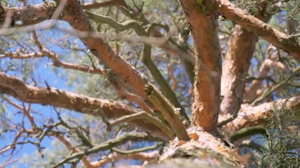 The branches and trunk of the pine tree in the park — Stock Video