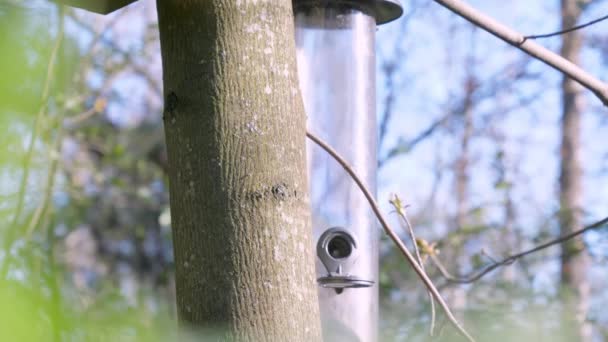 Bližší pohled na díru ptáků hnízdí v parku v Helsinkách Finsko — Stock video