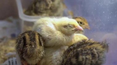 Yumurtadan yeni çıkmış bir kuş ya da kutuda bir piliç.