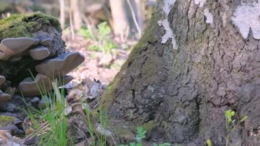 Helsinki 'deki parktaki çürük ağaçtaki yosun.