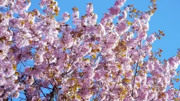 The pink colored Sargents Cherry flower in Helsinki Finland — Stock Video