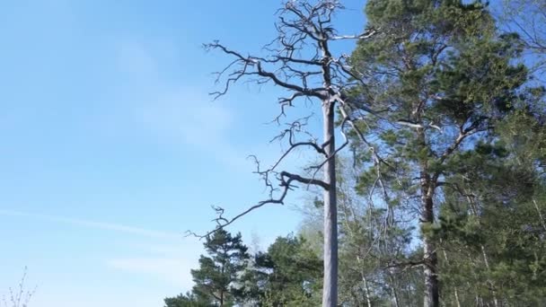 Вид на деревья в парке Хельсинки Финляндия — стоковое видео