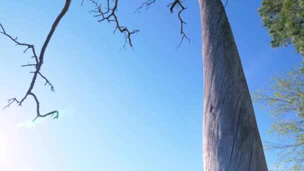 Lihat lebih dekat batang besar pohon mati di Helsinki Finlandia — Stok Video
