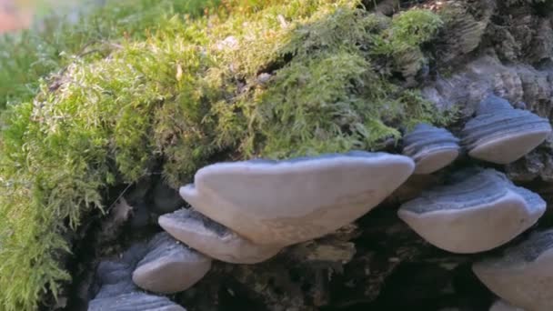 핀란드 헬싱 키의 썩은 나무 그루터기 위에 있는 커다란 이끼 버섯들 — 비디오