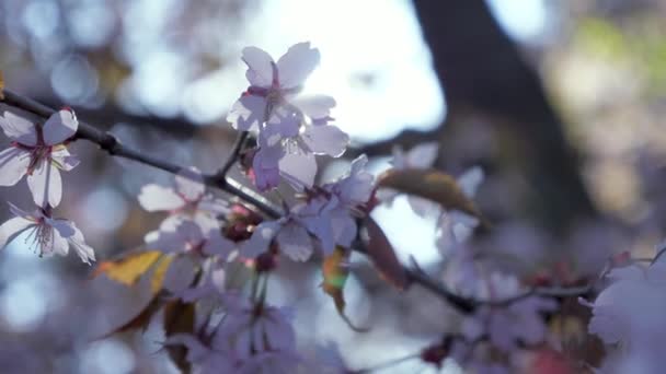 Ροζ λουλούδια στο στέλεχος του φυτού Sargents Cherry στο Ελσίνκι της Φινλανδίας — Αρχείο Βίντεο