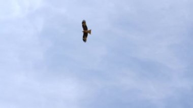 Japonya 'da Tahara' da Koijigahama Sahili 'nde gökyüzünde uçan bir kuş.